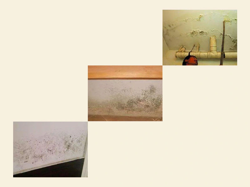 Wet and moldy walls? How can a leopard easily get rid of Wall mold?